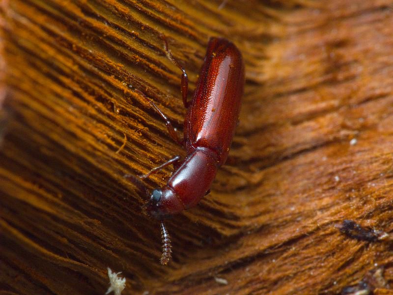Corticeus unicolor Piller & Mitterpacher, 1783